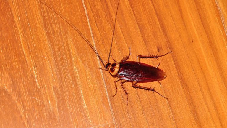Cockroach Tips In Southwest Florida All U Need Pest Control 