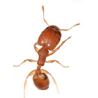 Ant bighead