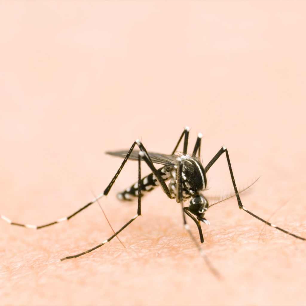 mosquito, pest control