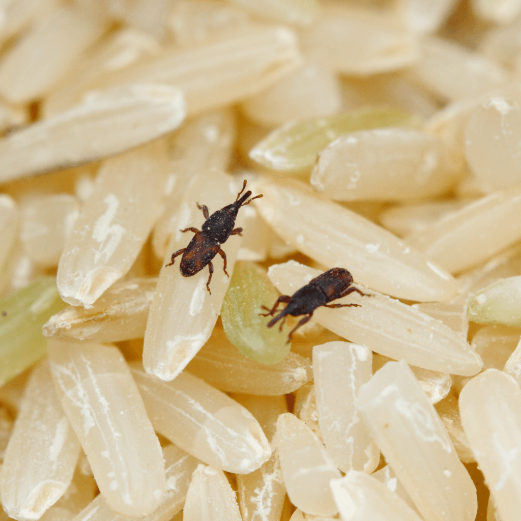 rice weevil, pantry pest