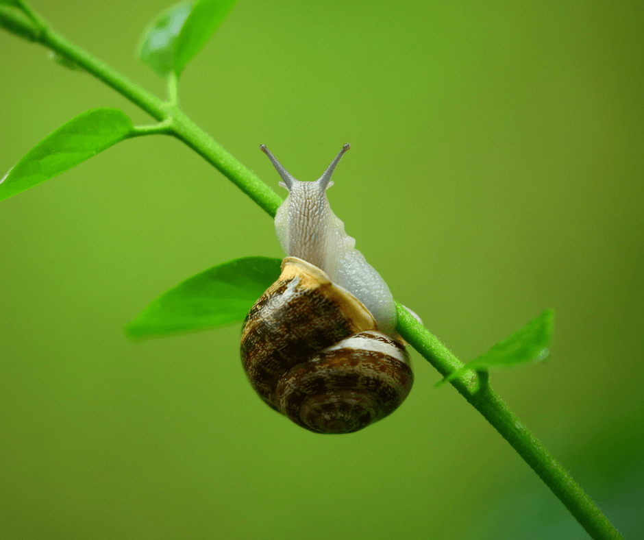 Snail, garden