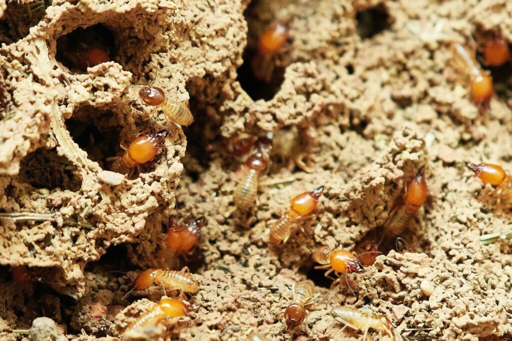 termites in florida