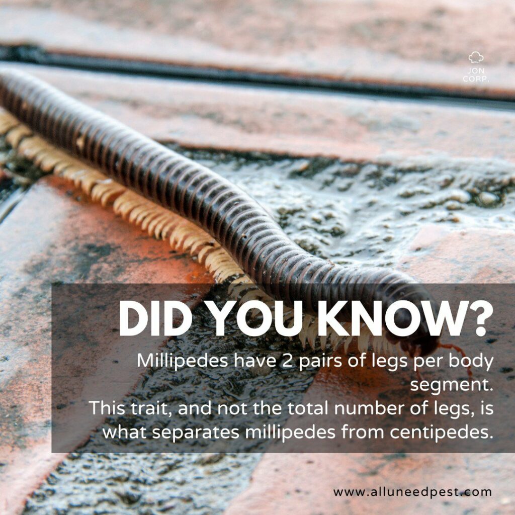 Fun Facts about Millipedes cover
