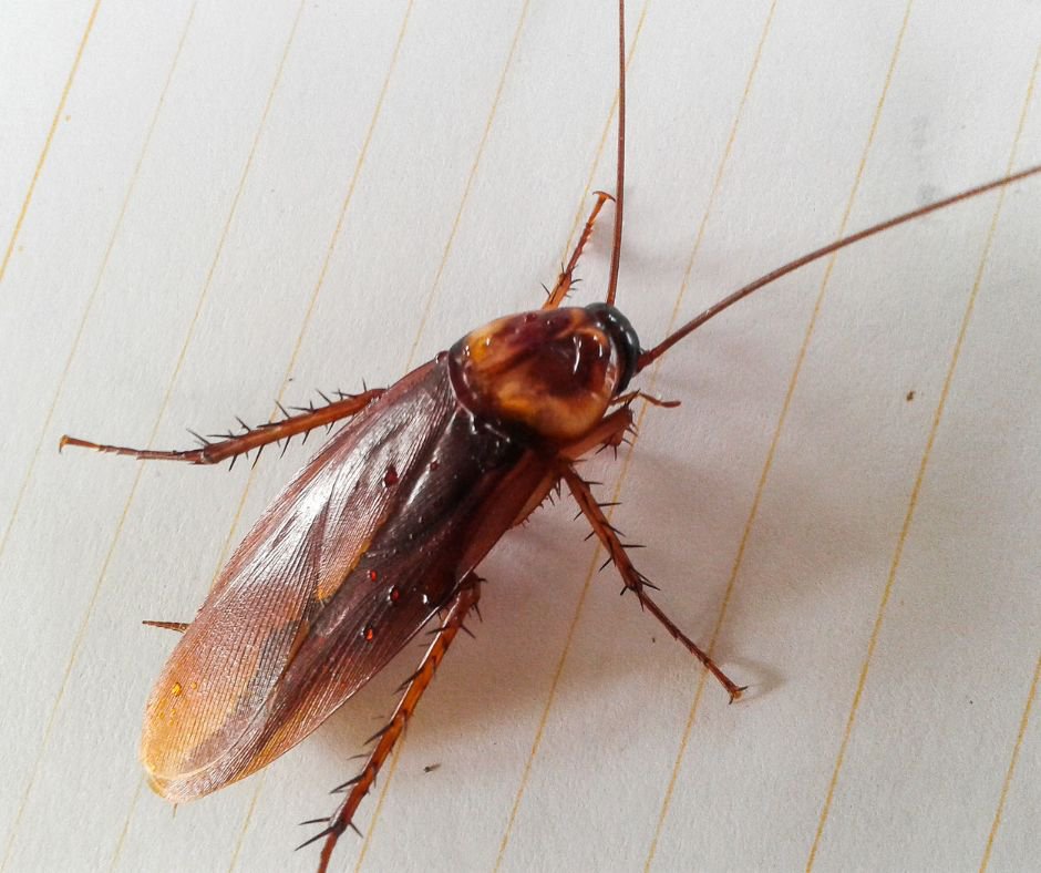 How to Get Rid of Roaches in Your Kitchen cover