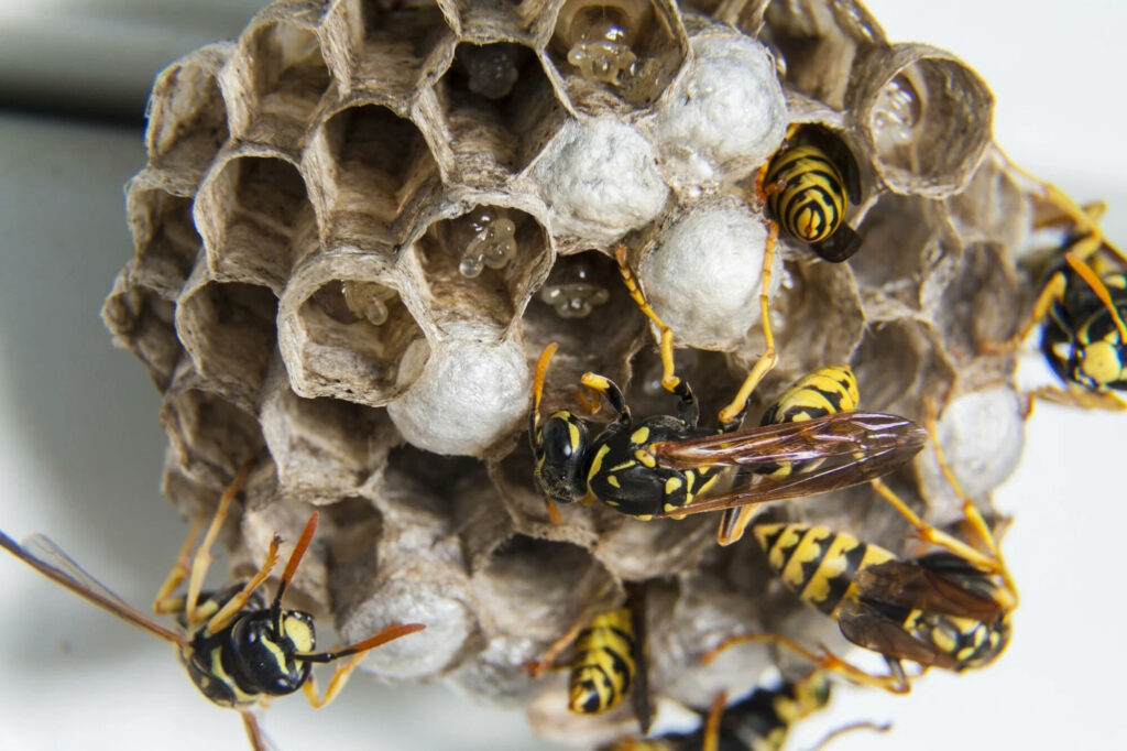 how to get rid of a wasp nest