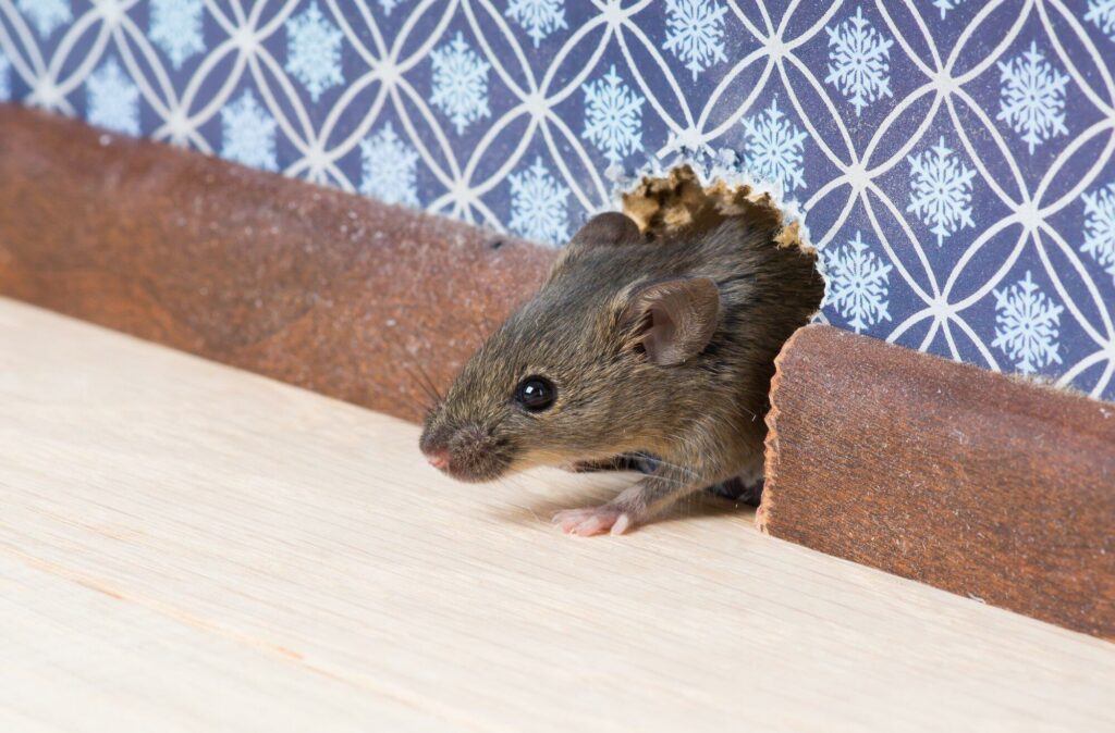 how to get rid of mice in walls