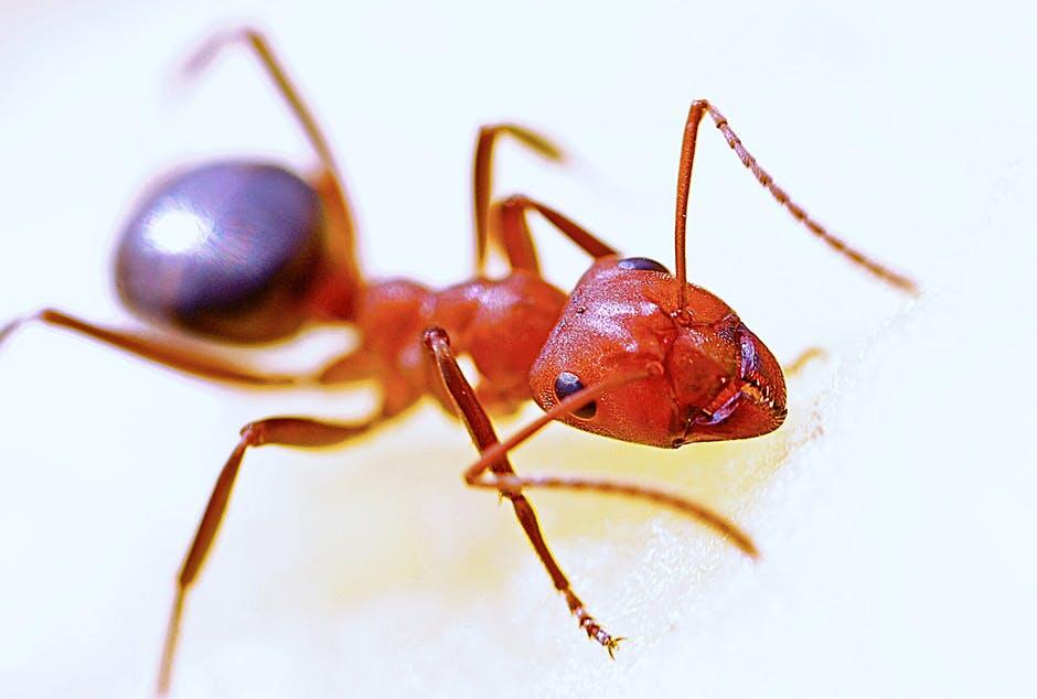 how to get rid of red ants