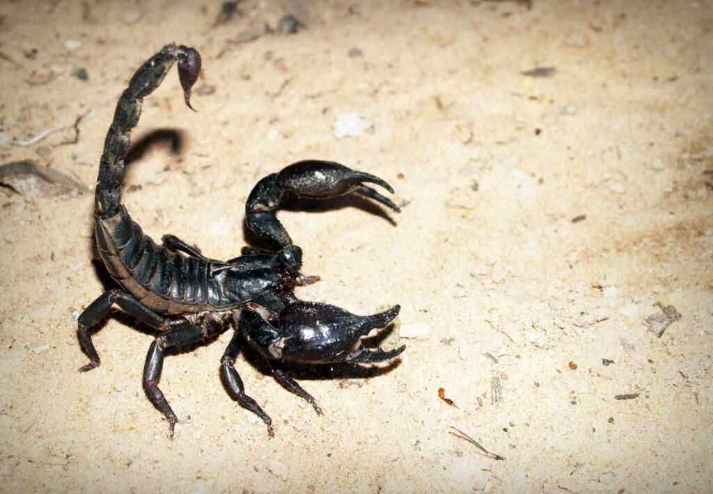 how to get rid of scorpions
