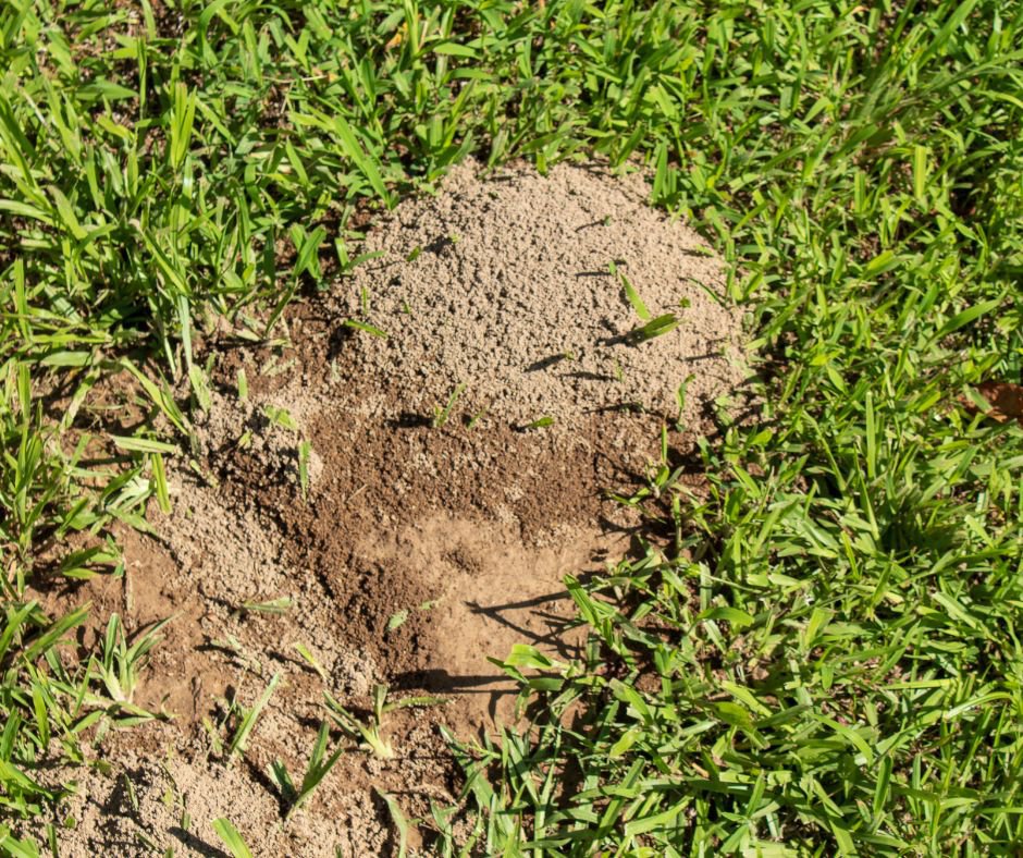 How to Get Rid of Ants in Palm Coast FL? cover