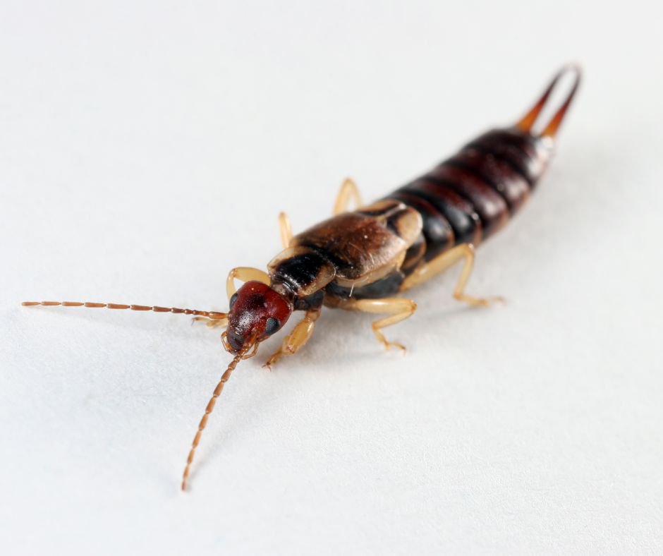 Earwigs in Florida? What to do Next! cover
